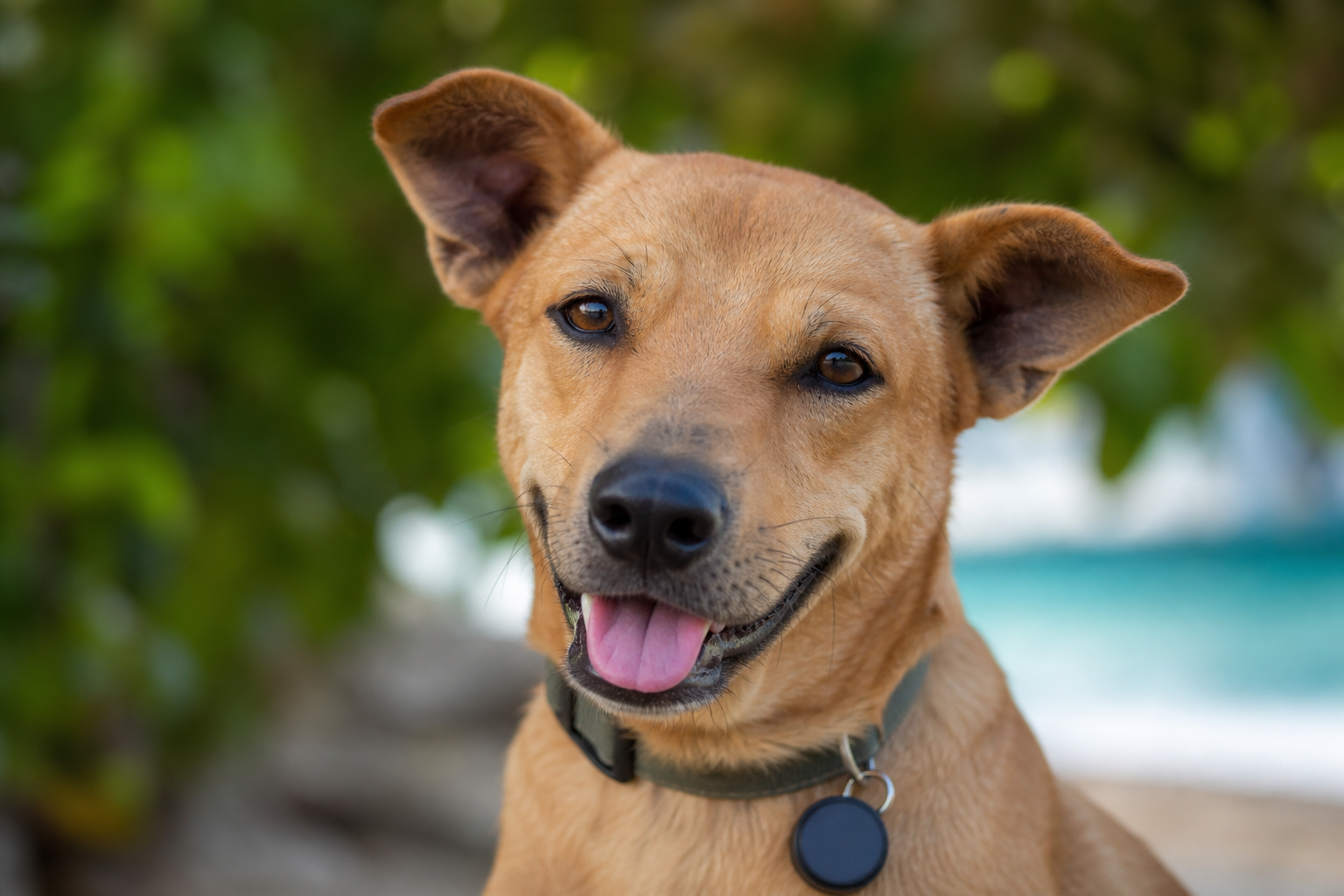 Registered dog with collar tag